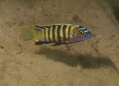 Cynotilapia sp. 'lion ntekete' Ntekete